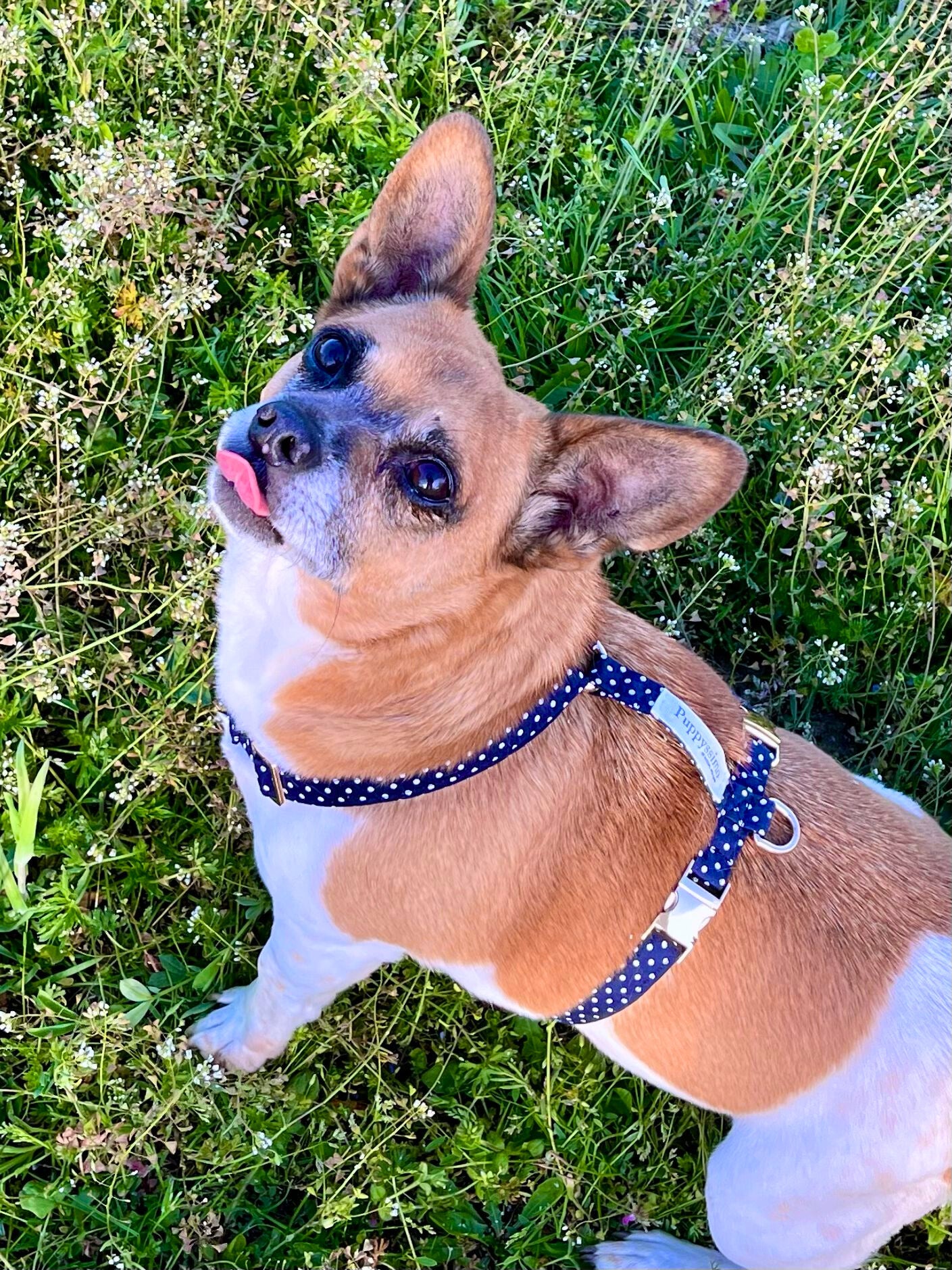 DOG HARNESS - MOONLIGHT