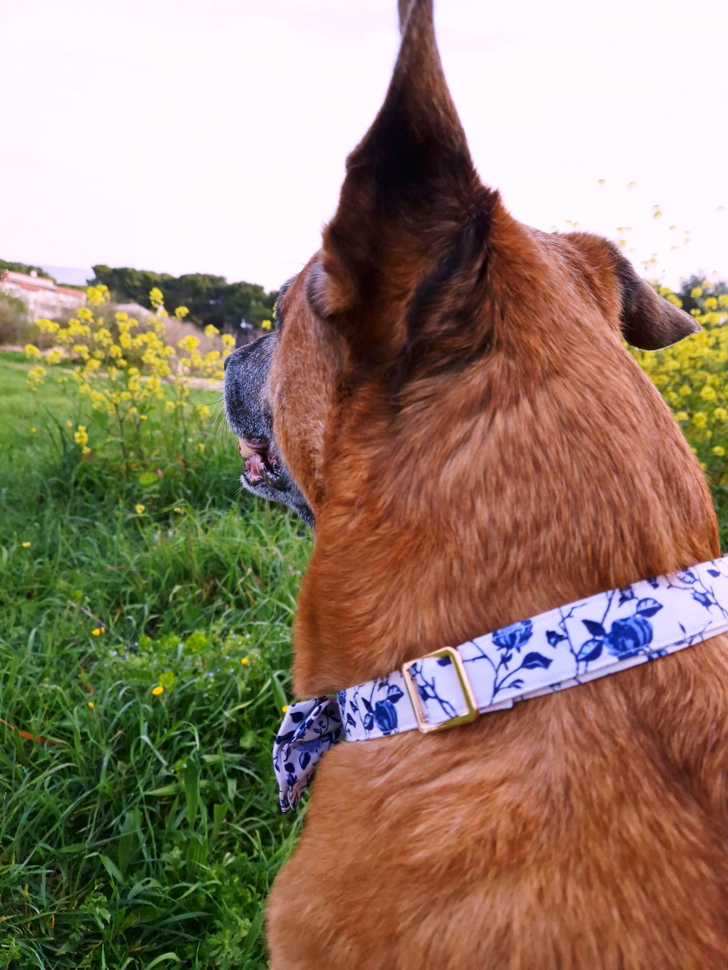 DOG COLLAR - MEDITERRANEAN