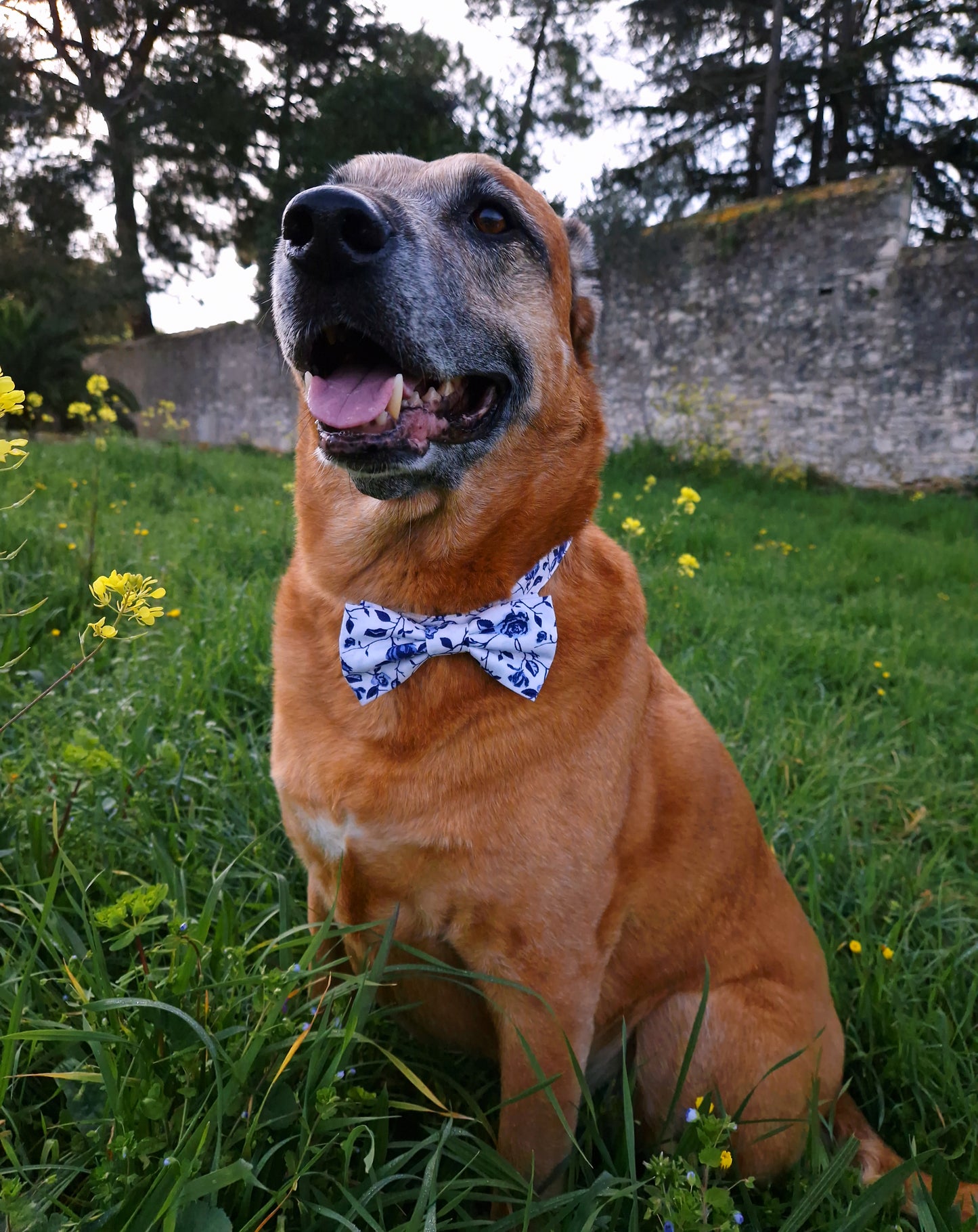 BOW TIE - MEDITERRANEAN