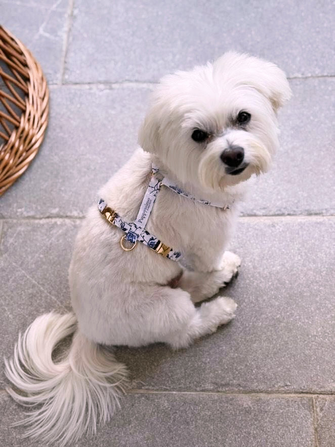 DOG HARNESS - MEDITERRANEAN