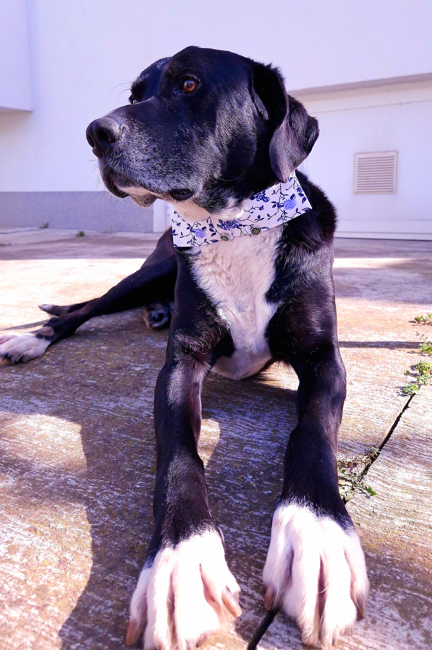 COLLAR - TAILORED - MEDITERRANEAN