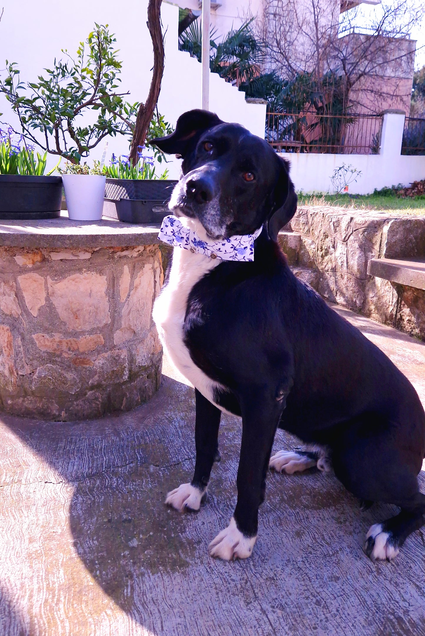 COLLAR - TAILORED - MEDITERRANEAN