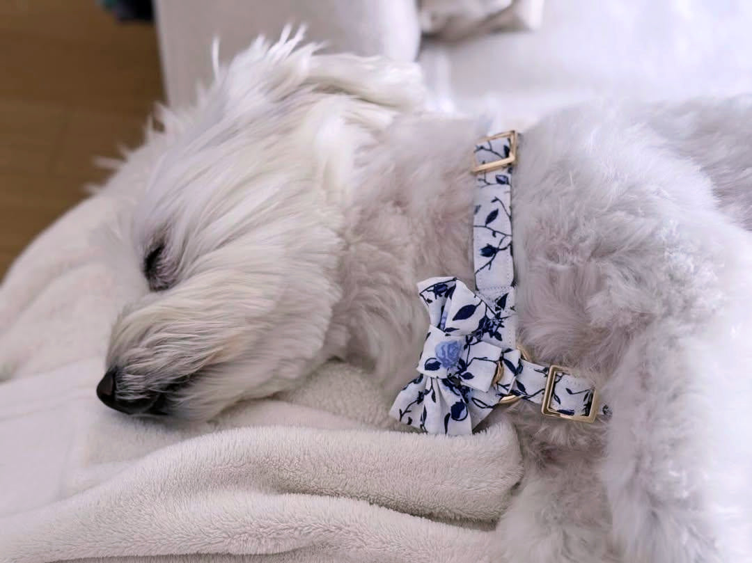 BOW TIE - SMALL DOG ​​- MEDITERRANEAN