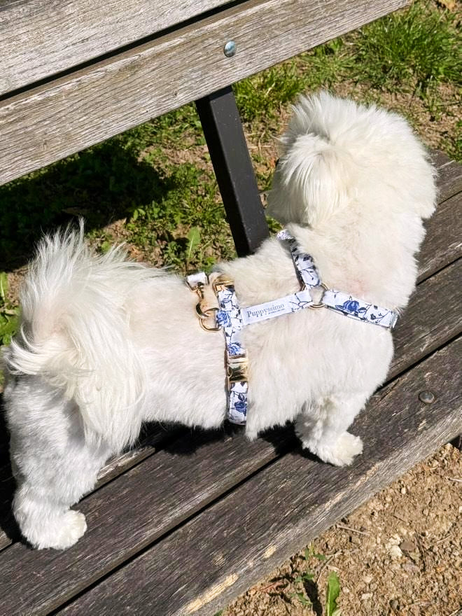 DOG HARNESS - MEDITERRANEAN